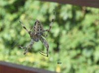 Img_1859-pauvre mouche (Copier).jpg